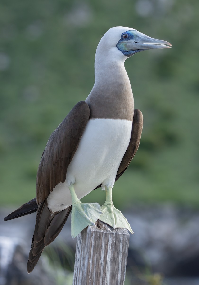 Cocos Booby - ML622743381