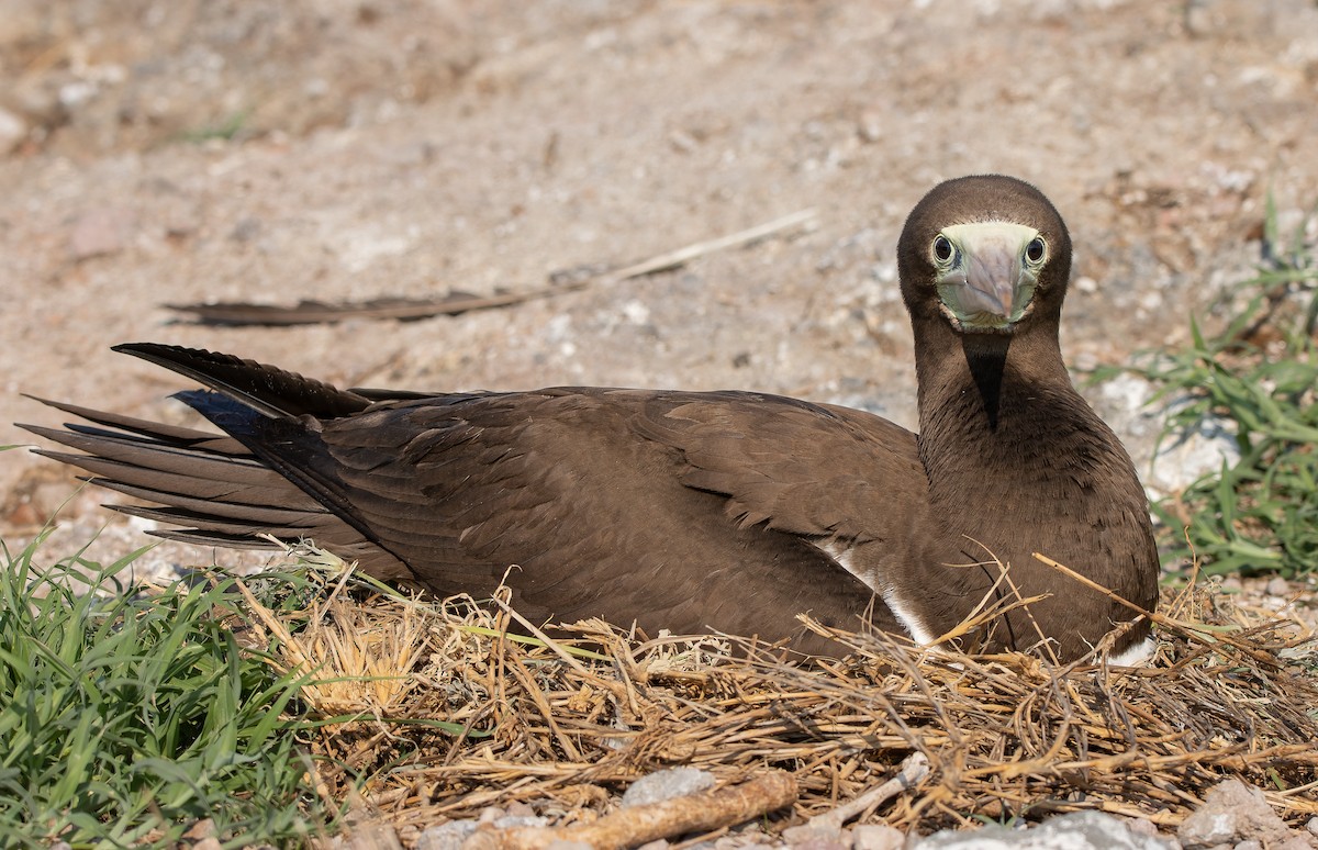 Cocos Booby - ML622743382