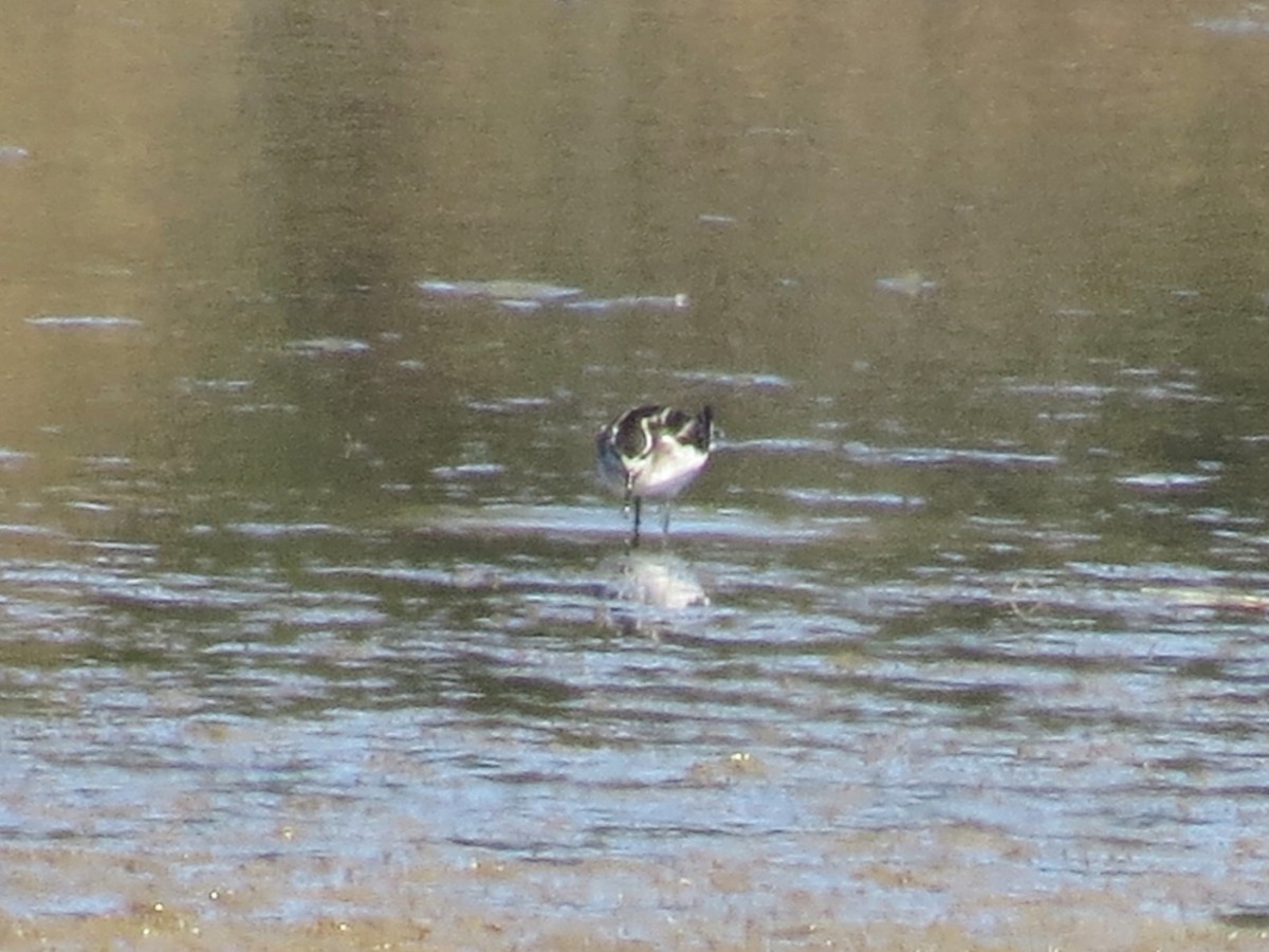 Red-necked Phalarope - Armando Aispuro