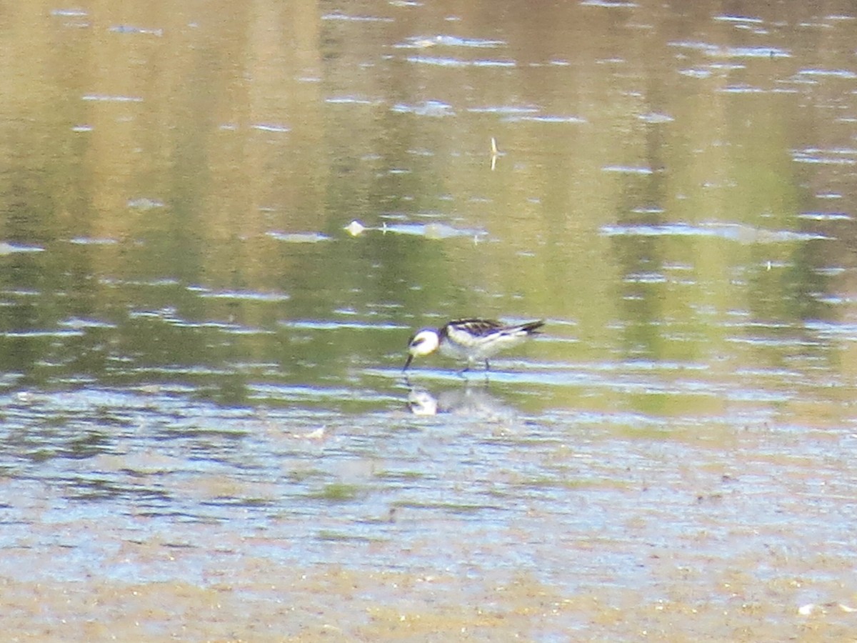 Phalarope à bec étroit - ML622743409