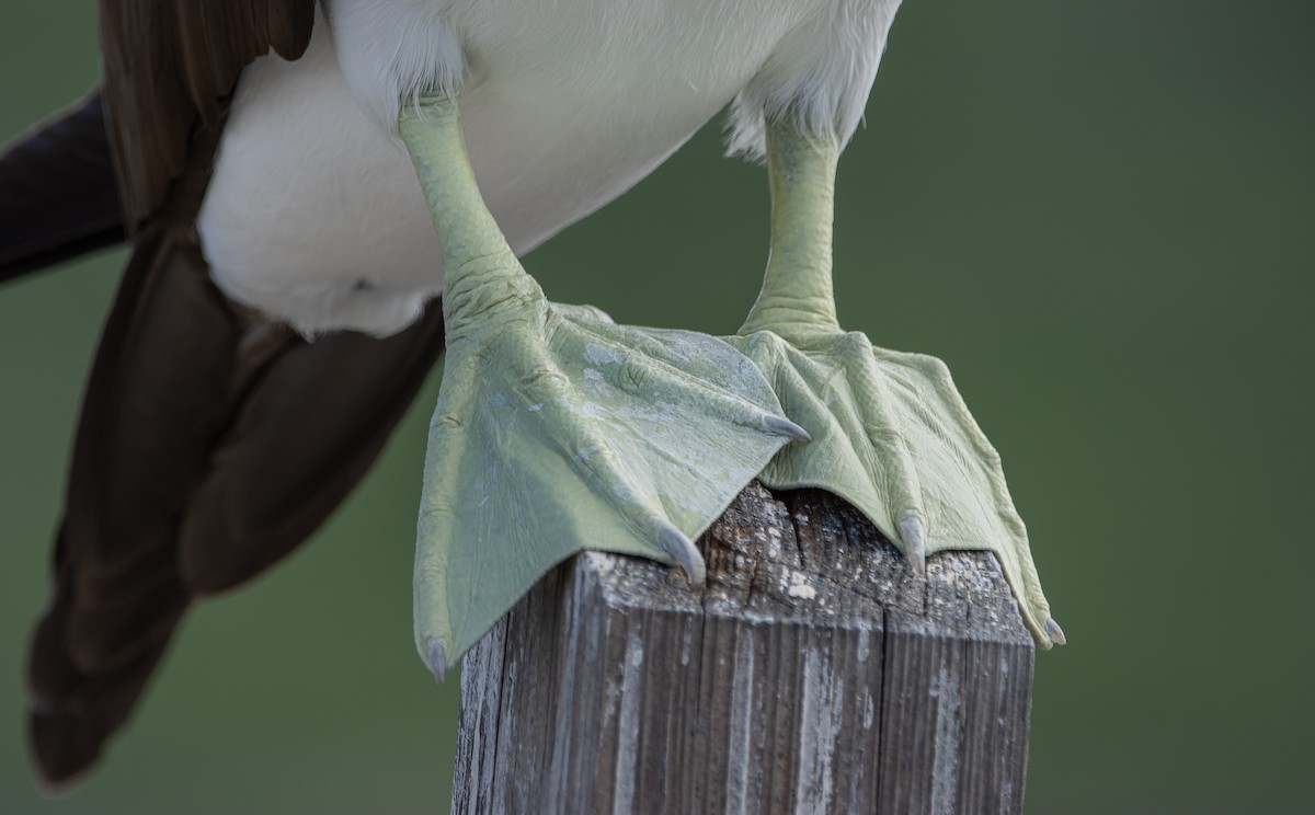 Cocos Booby - ML622743423