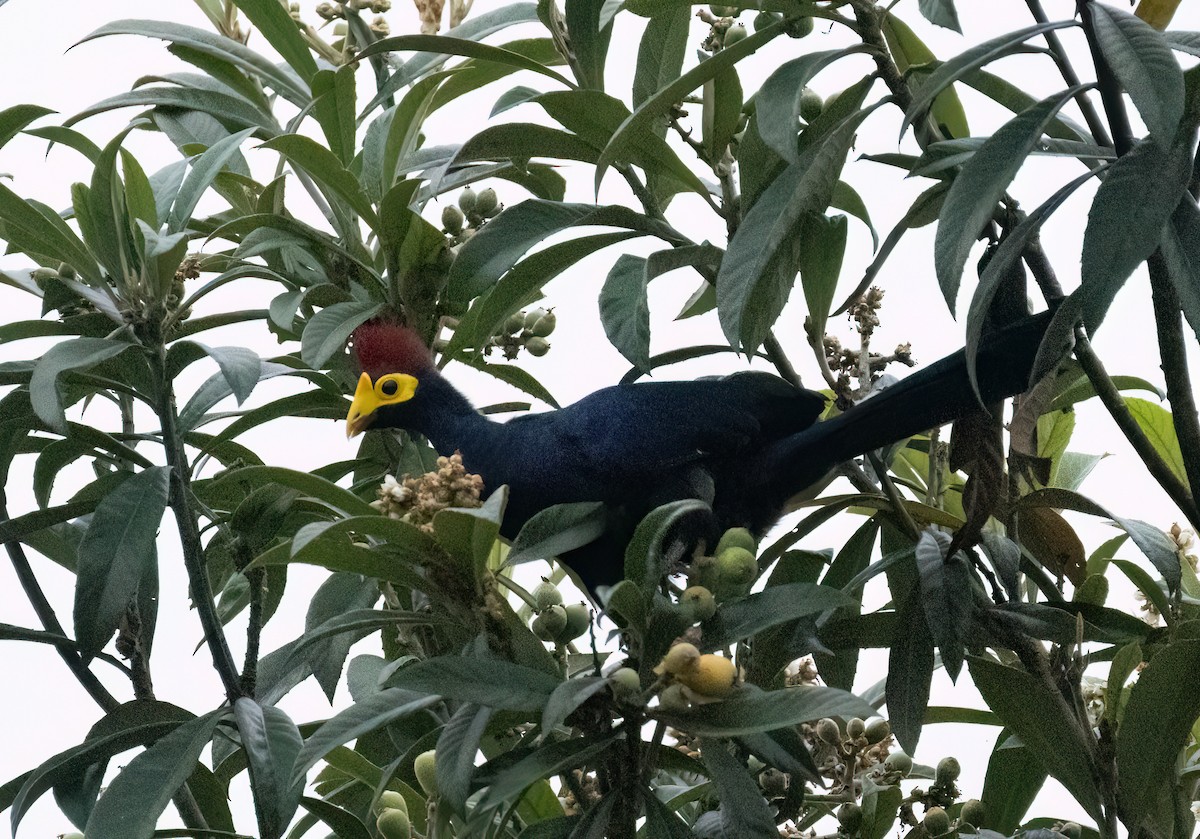 Ross's Turaco - ML622743425