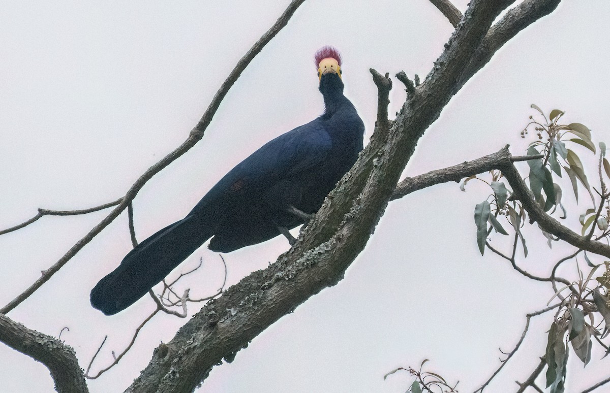 Ross's Turaco - ML622743426