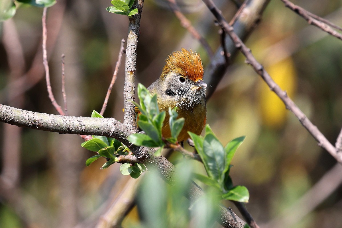 Chestnut-tailed Minla - ML622743428