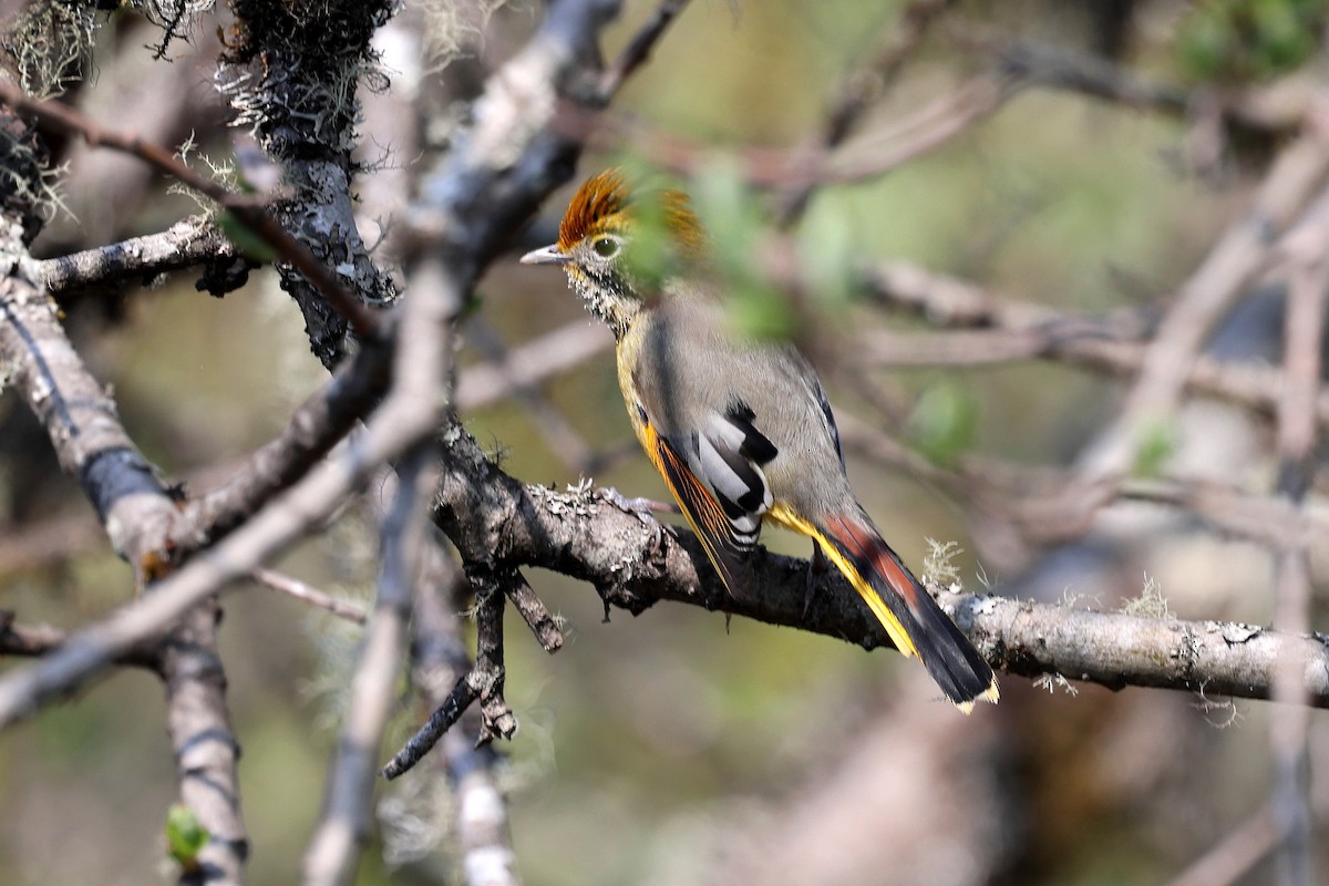 Chestnut-tailed Minla - Stephen Gast