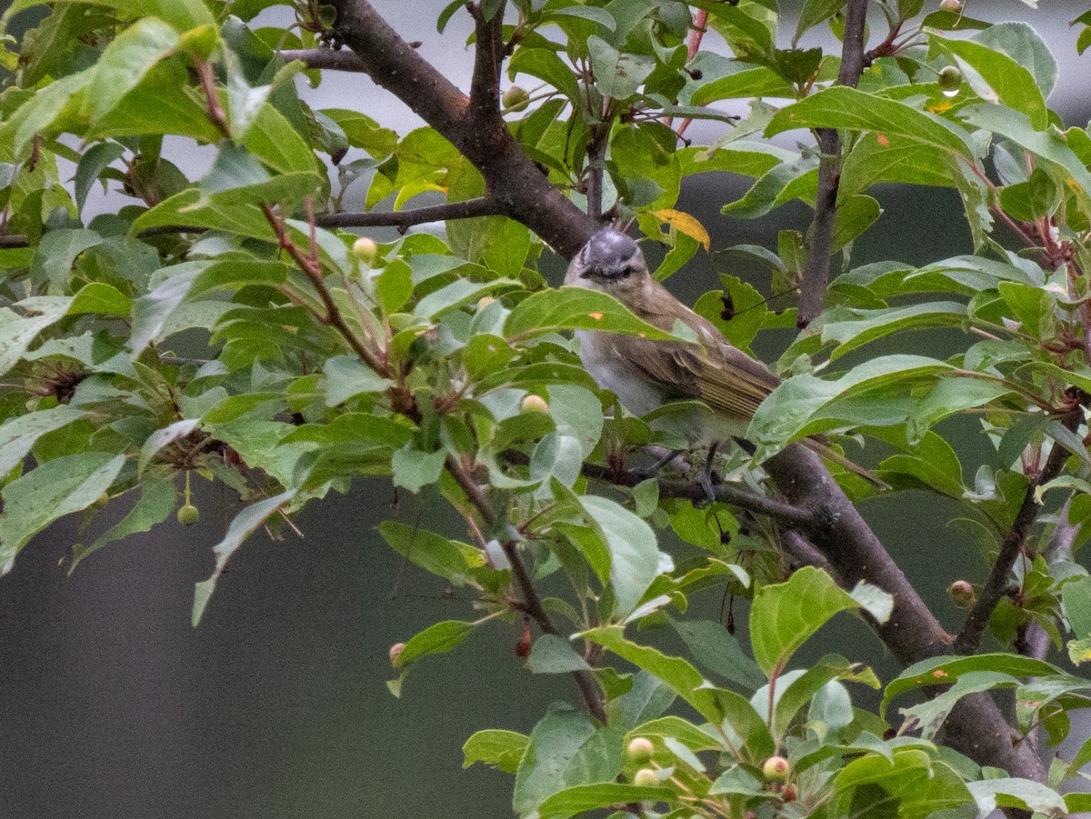 Red-eyed Vireo - Kathryn Carson