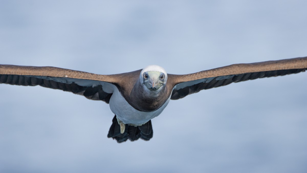 Cocos Booby - ML622743435