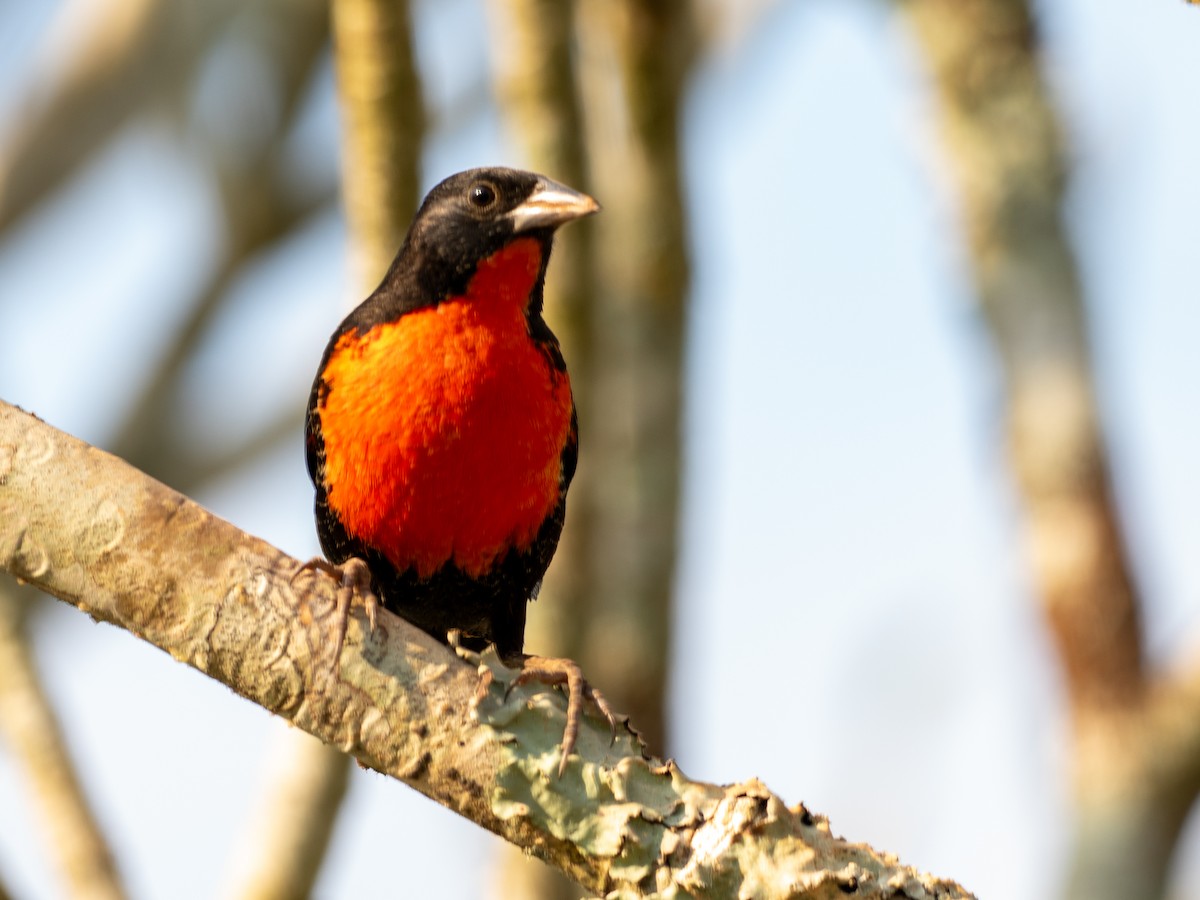 Red-breasted Meadowlark - ML622743440