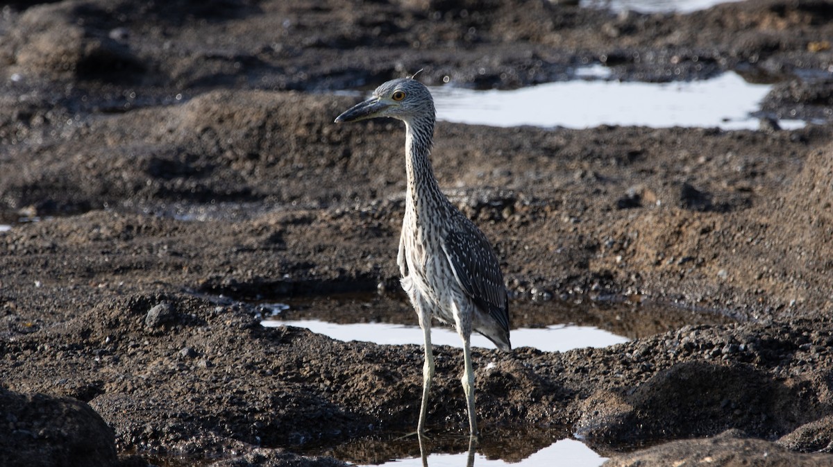 Yellow-crowned Night Heron - ML622743449