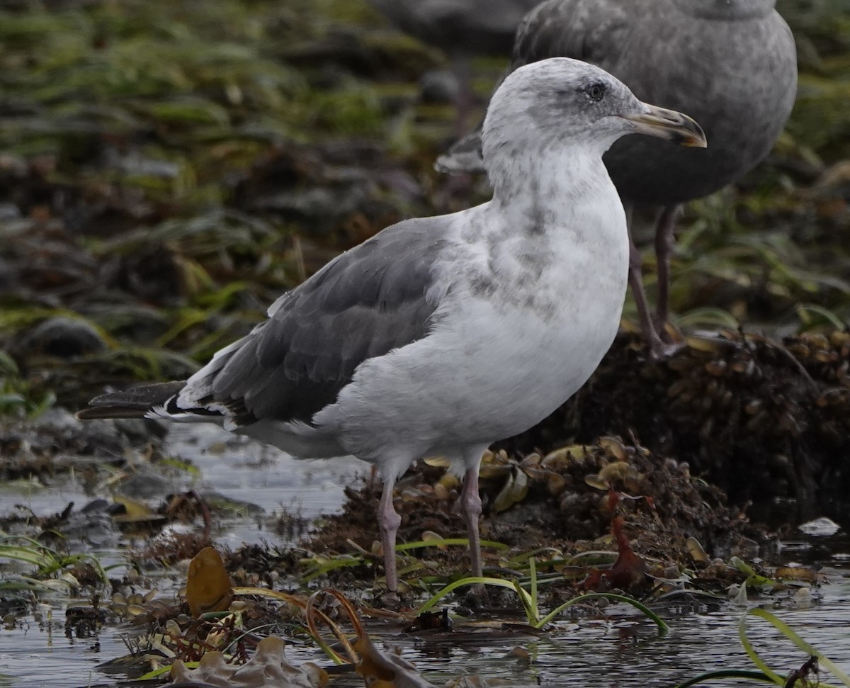 Western Gull - ML622743483