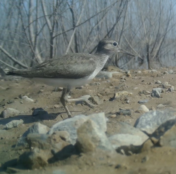 Common Sandpiper - ML622743486