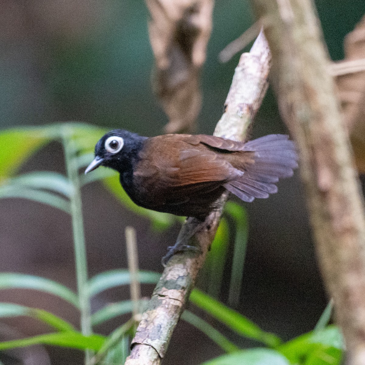 Bare-eyed Antbird - ML622743491