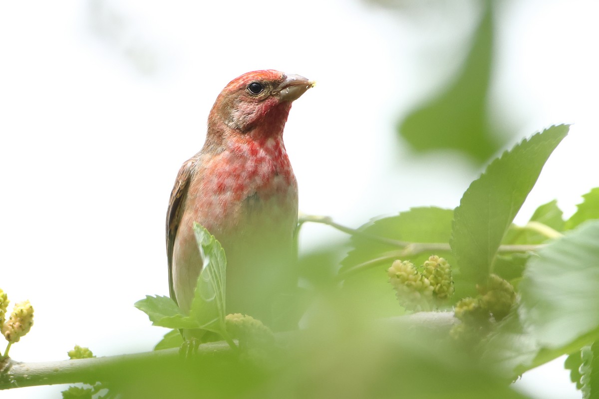 Common Rosefinch - ML622743507