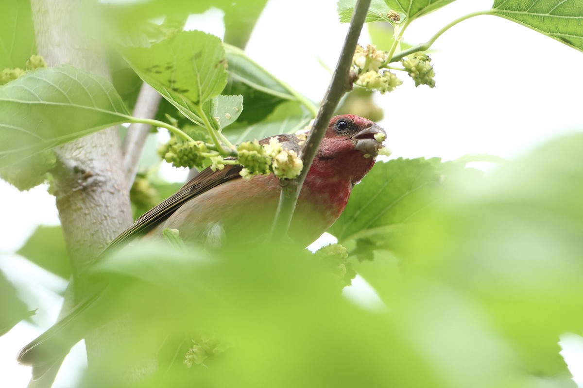 Common Rosefinch - ML622743509