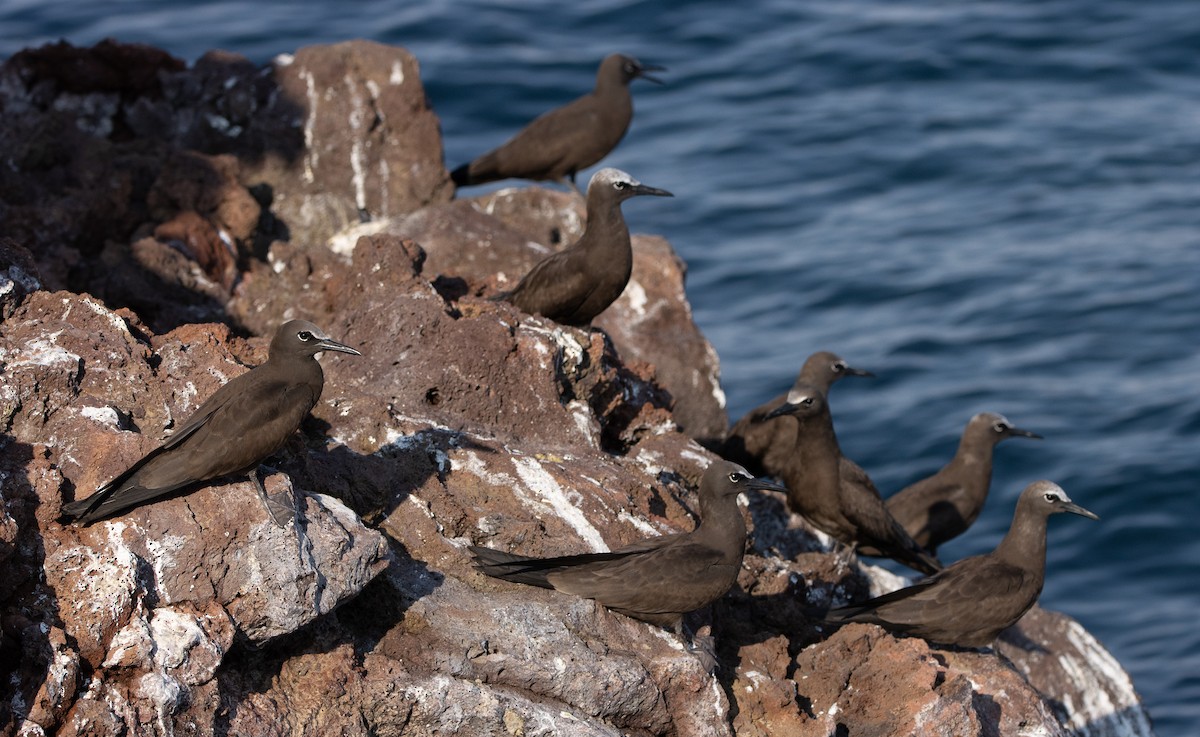 Brown Noddy - ML622743542