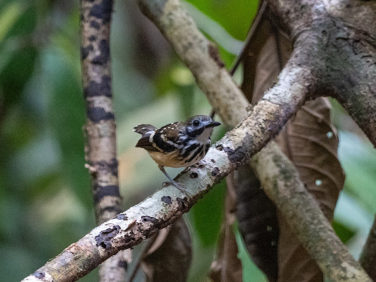 Dot-backed Antbird - ML622743619