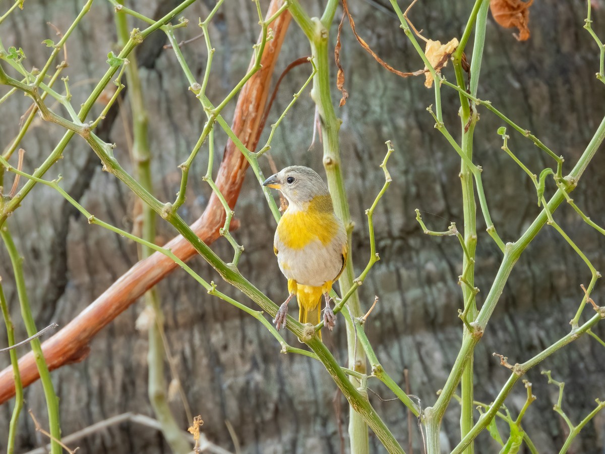 Saffron Finch - ML622743643