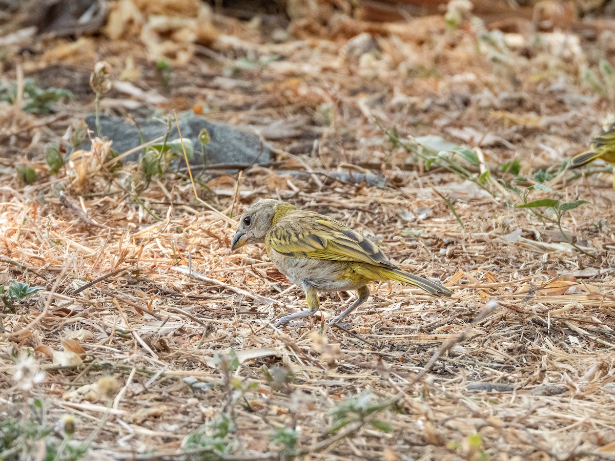 Saffron Finch - ML622743644