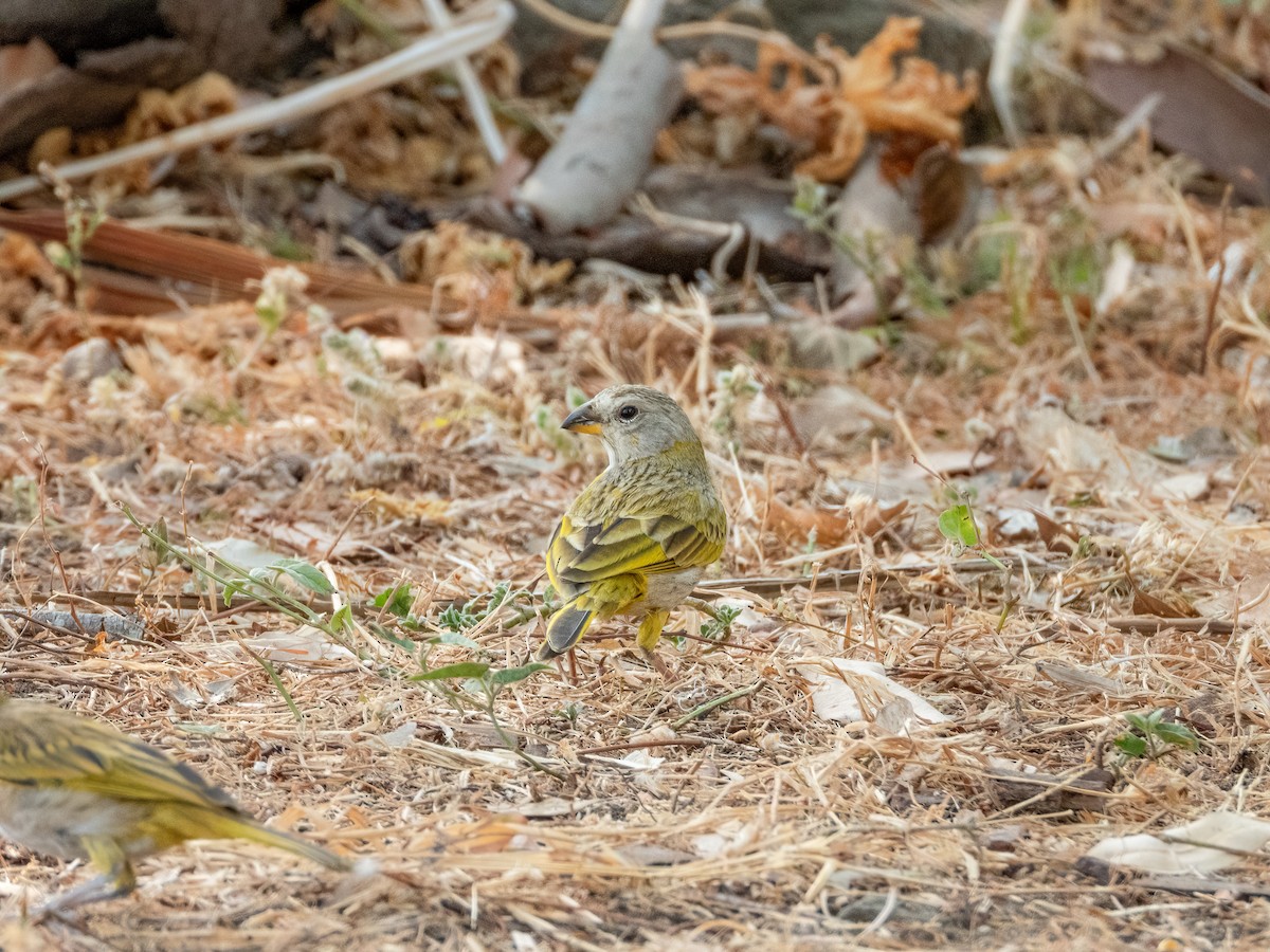 Saffron Finch - ML622743645