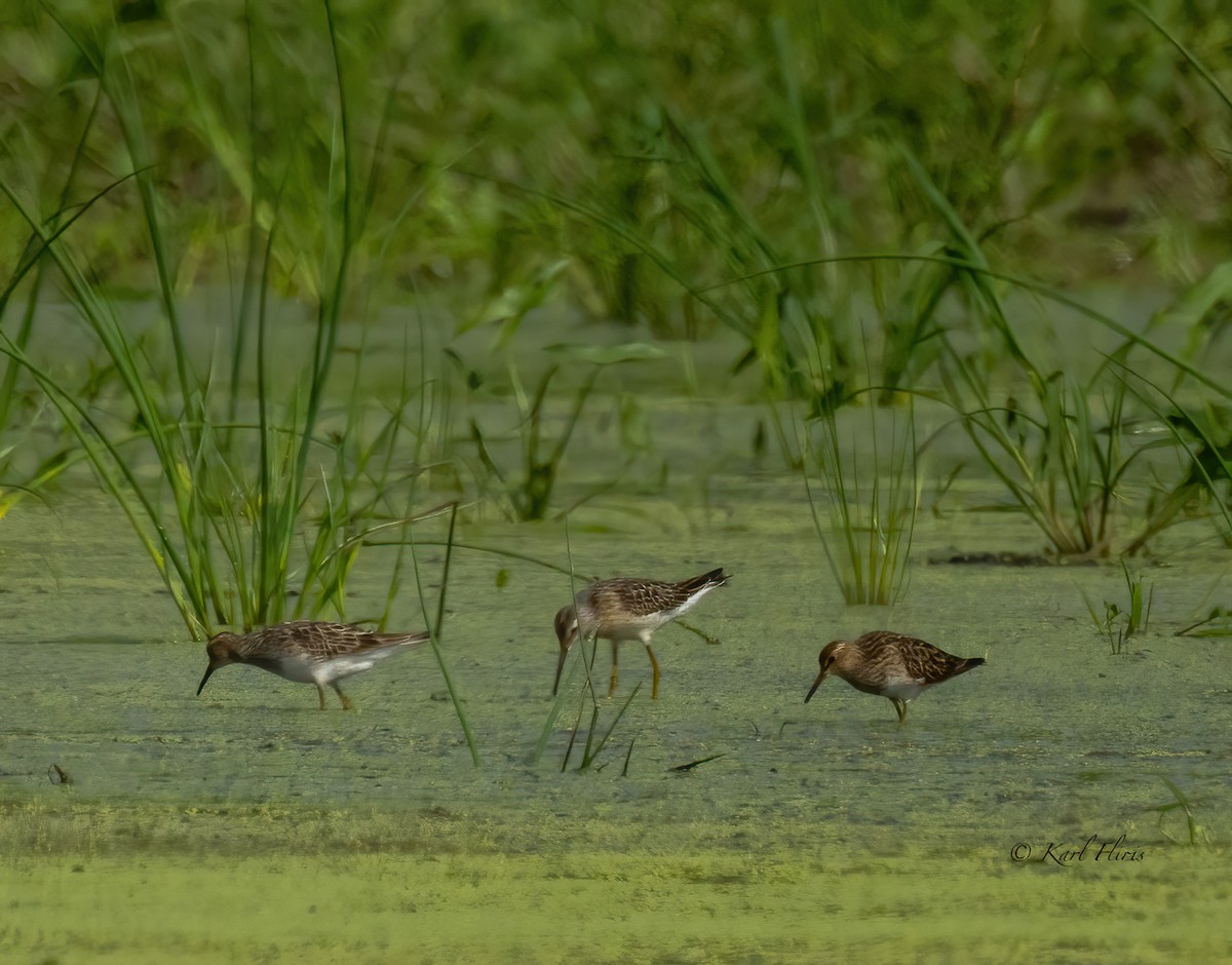 Stilt Sandpiper - ML622743648