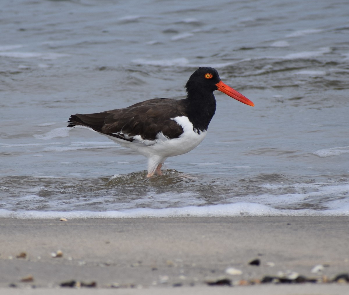 Американский кулик-сорока - ML622743656