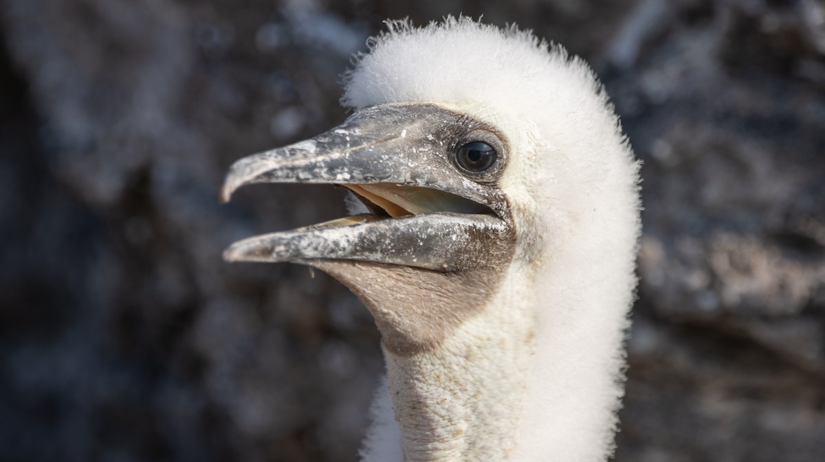 Cocos Booby - ML622743658