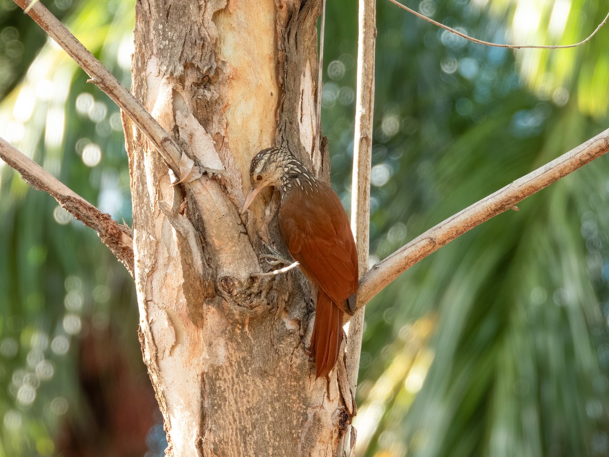 Straight-billed Woodcreeper - ML622743669