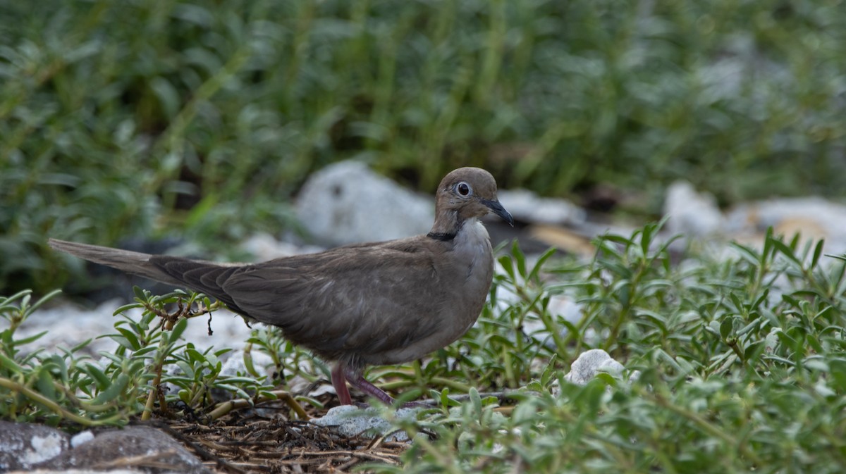 Eurasian Collared-Dove - ML622743752