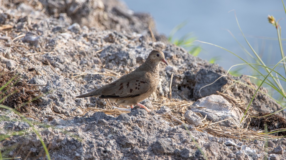 Common Ground Dove - ML622743756