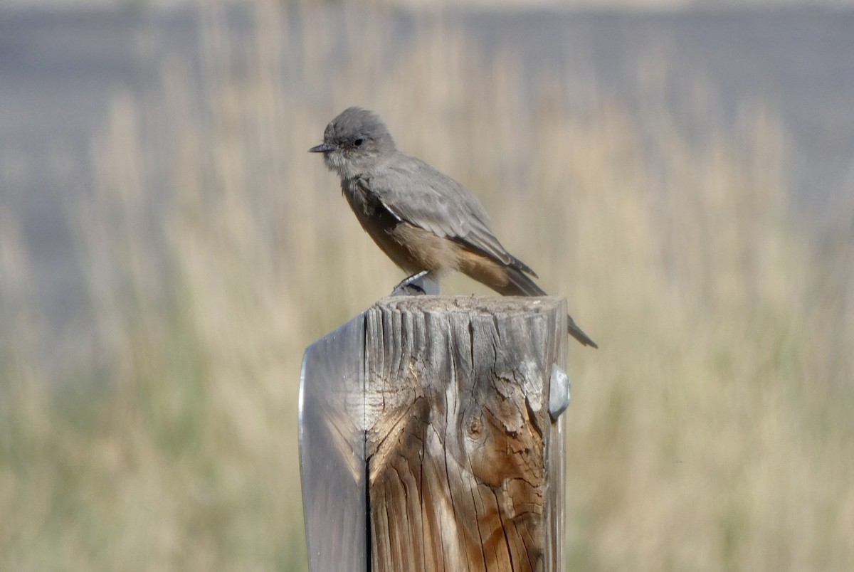 Say's Phoebe - ML622743763