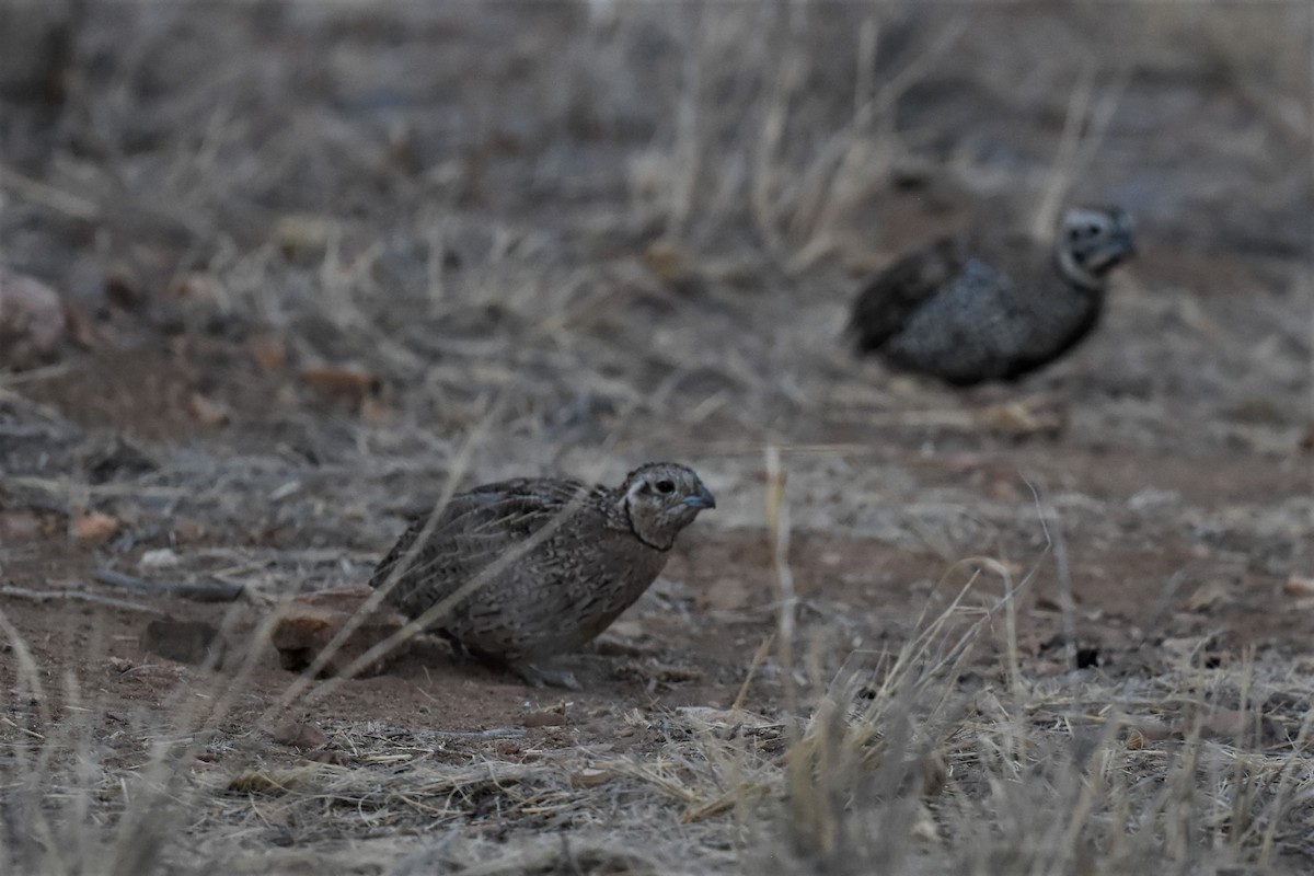 Montezuma Quail - ML622743794