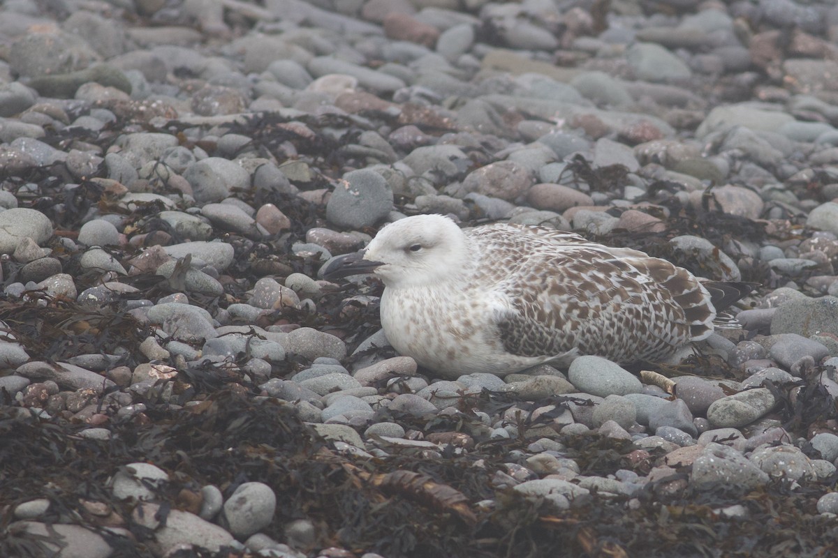 Great Black-backed Gull - ML622743805