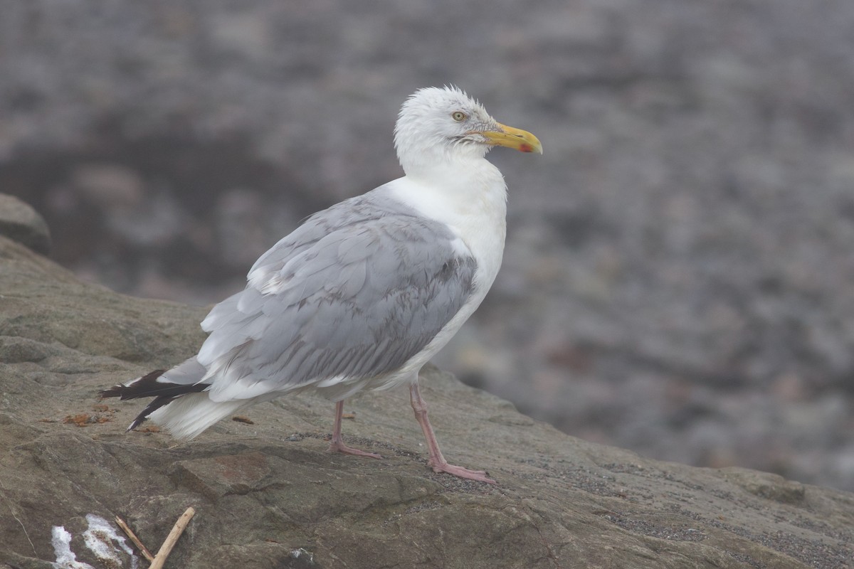 Herring Gull (American) - George Forsyth