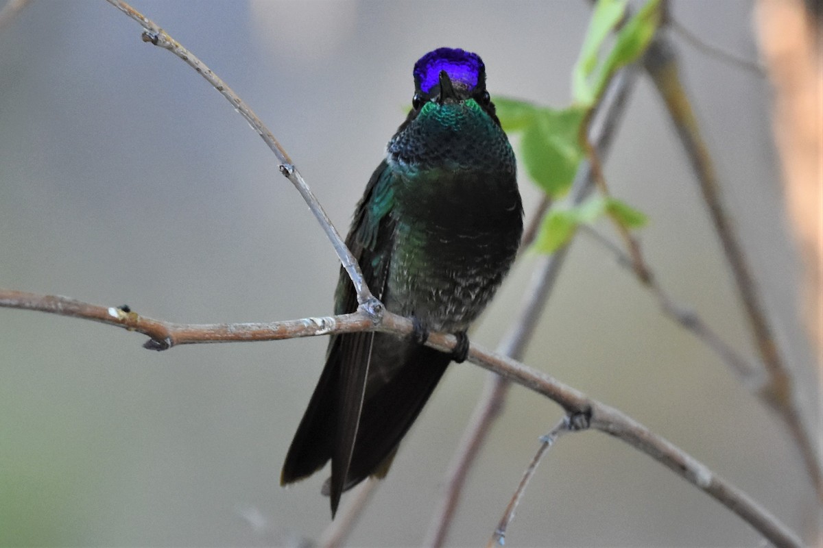 Rivoli's Hummingbird - ML622743833