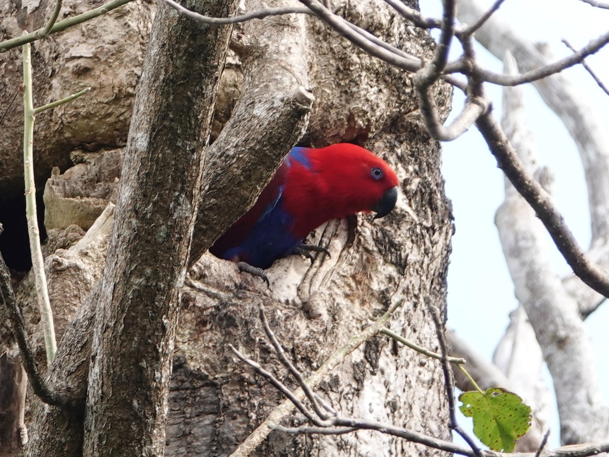 Loro Ecléctico de Nueva Guinea - ML622743841