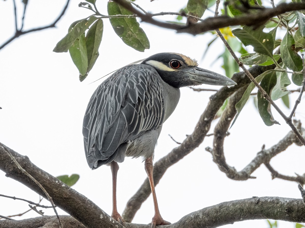 Yellow-crowned Night Heron - Jason Alexander