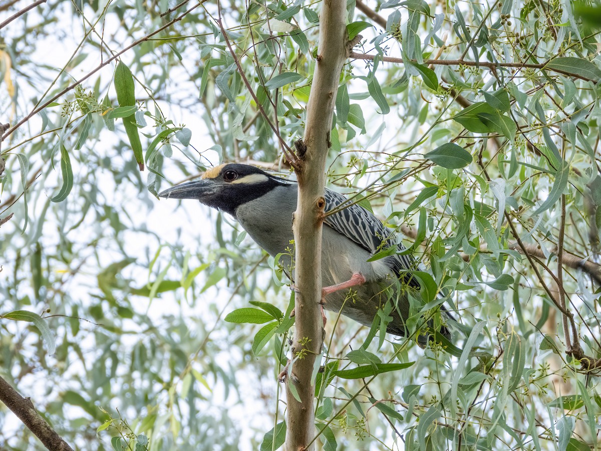 Yellow-crowned Night Heron - ML622743843