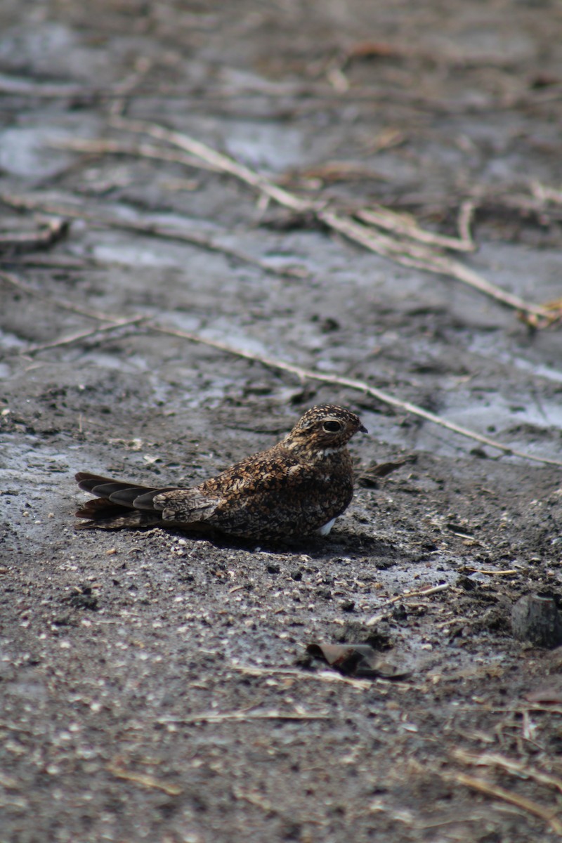 Antillean Nighthawk - Gabriela Rodriguez