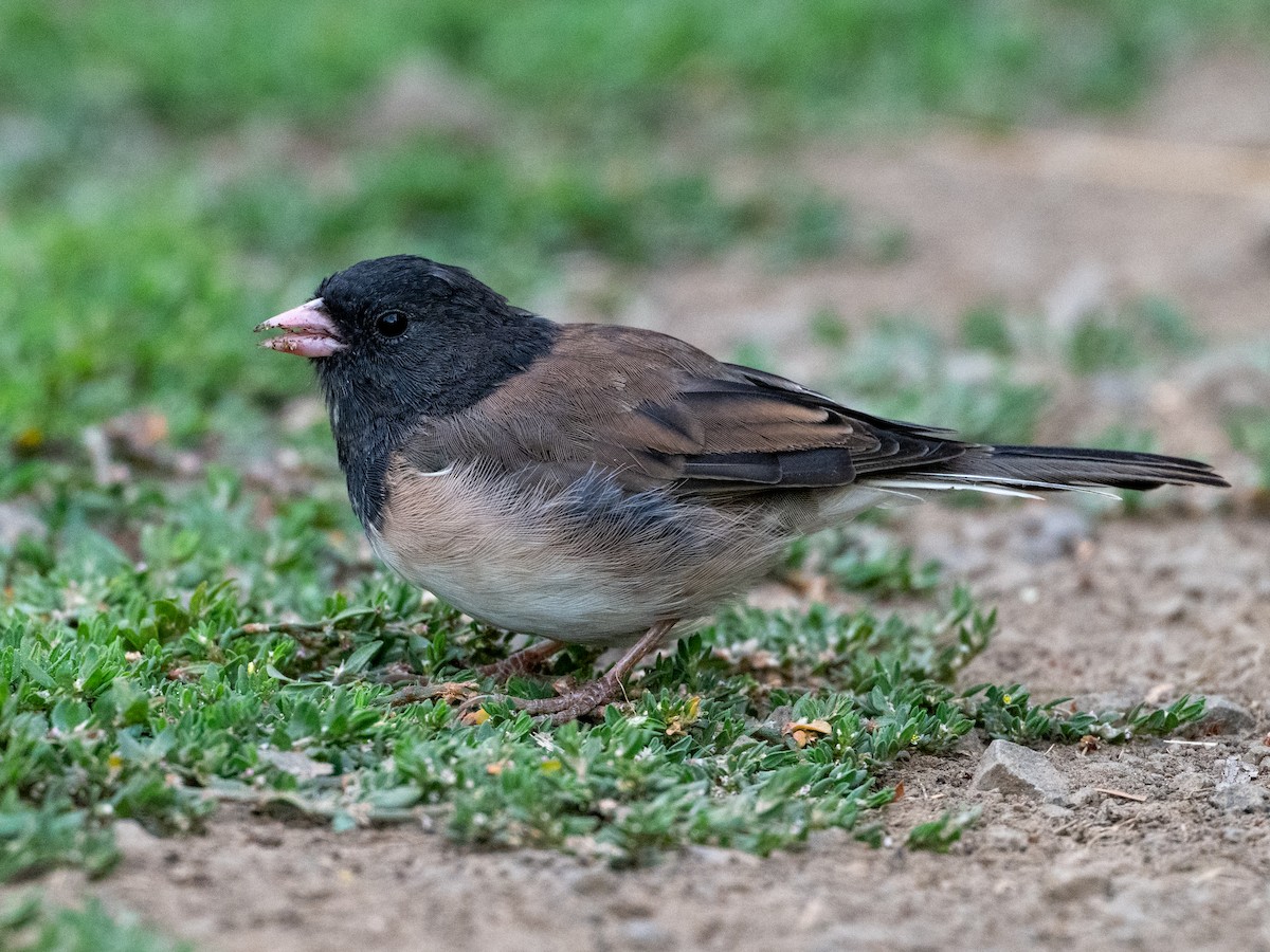 Dark-eyed Junco - ML622743889