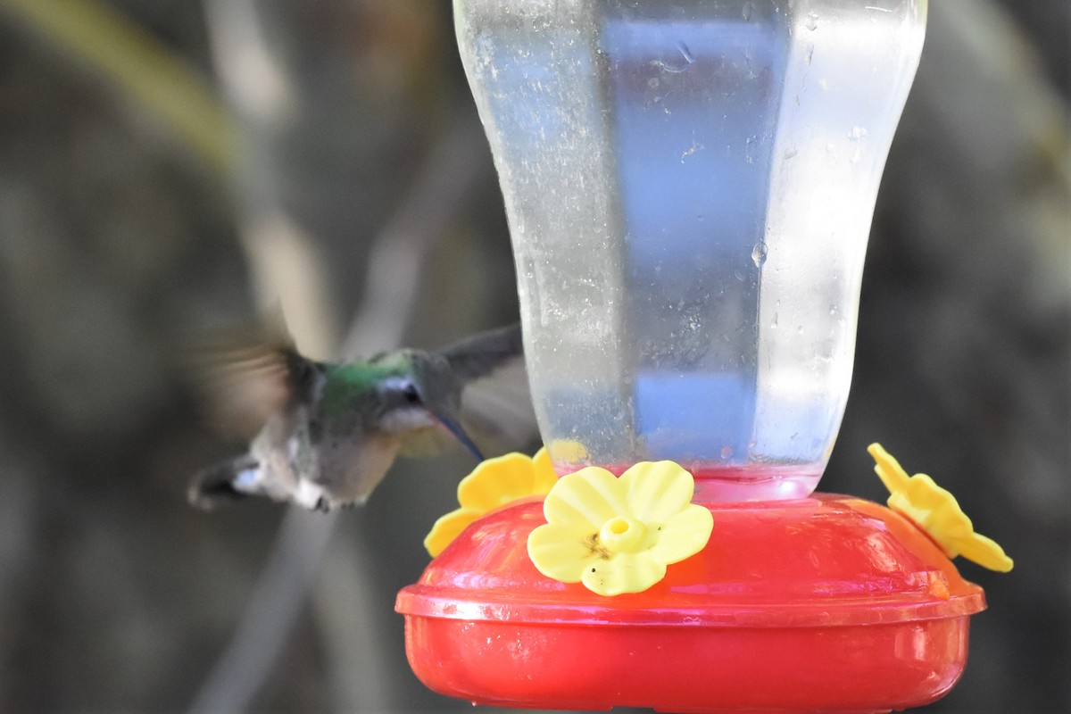 Broad-billed Hummingbird - ML622743933