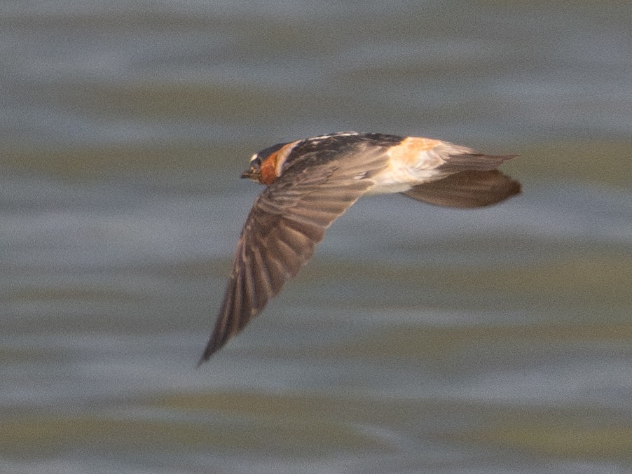 Cliff Swallow - ML622743956