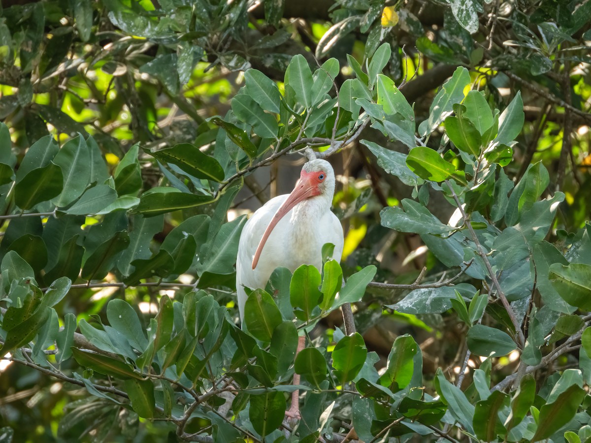 White Ibis - ML622743958