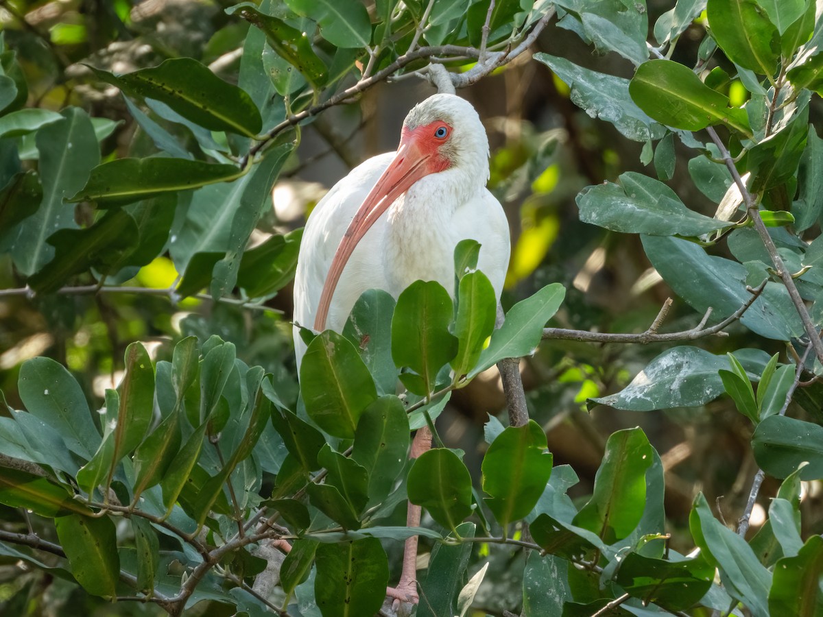 White Ibis - ML622743959