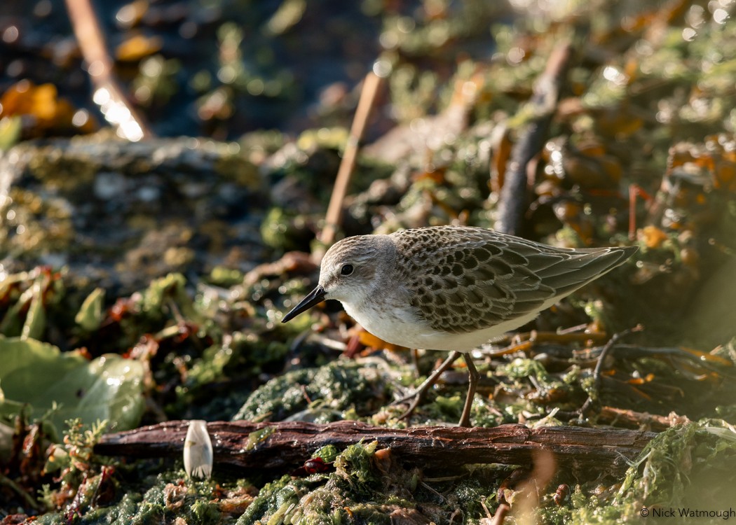 Semipalmated Sandpiper - ML622743973