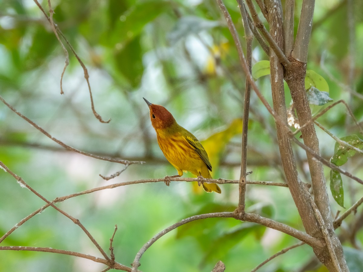 Yellow Warbler (Mangrove) - ML622744002