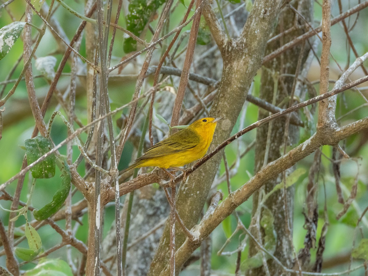 gulparula (erithachorides gr.) (mangroveparula) - ML622744003