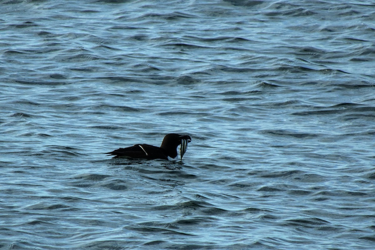 Razorbill - ML622744017