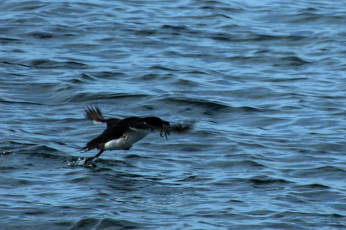 Razorbill - ML622744019