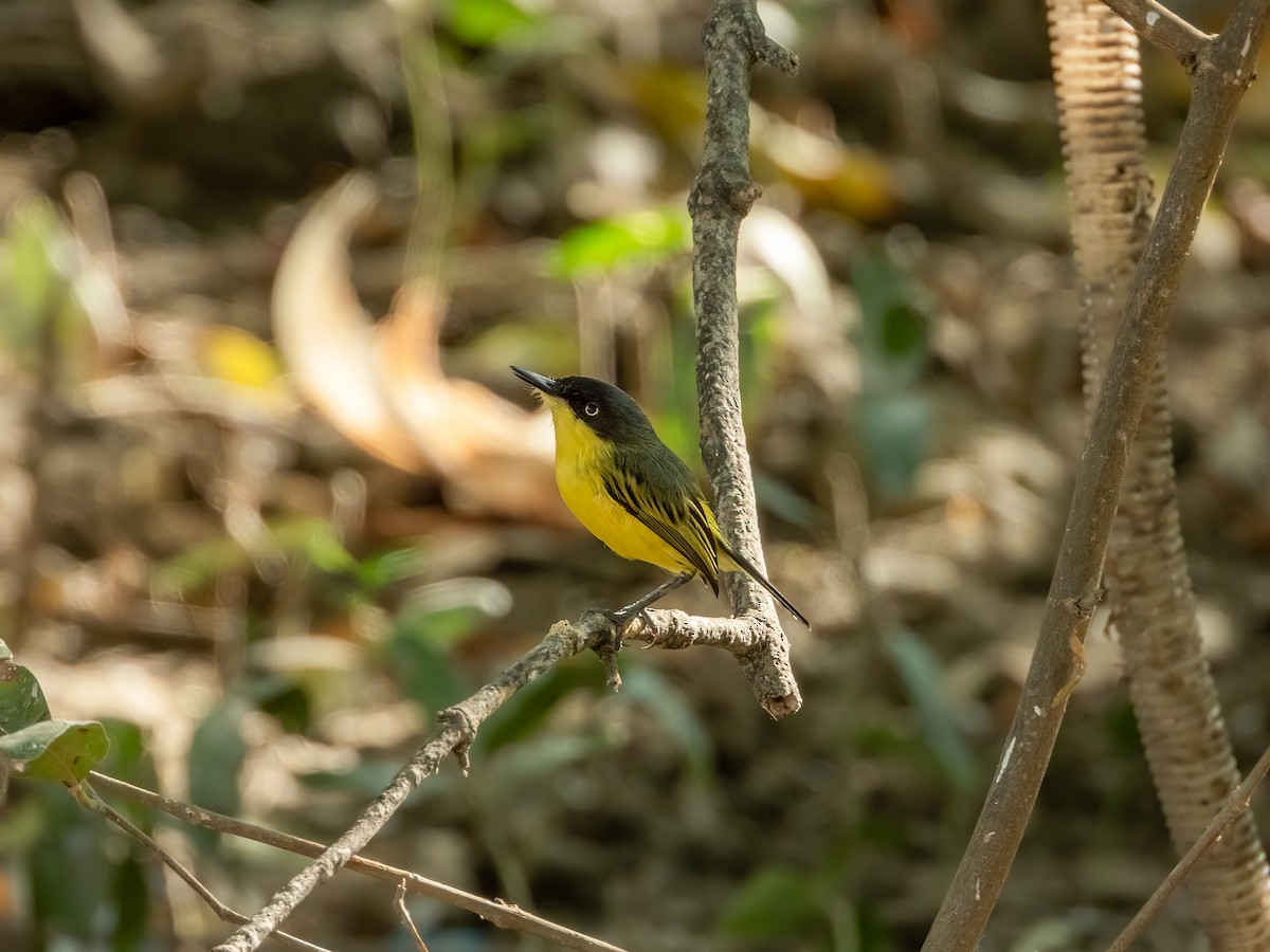 Common Tody-Flycatcher - ML622744026