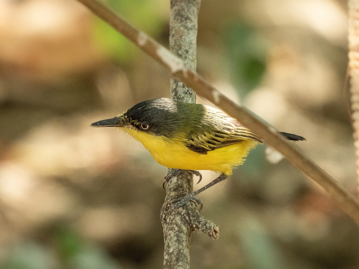 Common Tody-Flycatcher - ML622744027